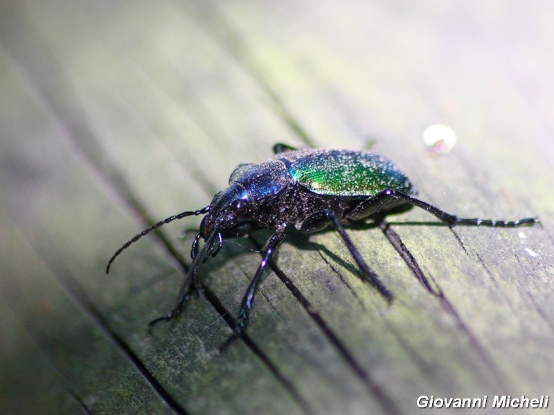 Carabidae del Parco del Ticino
